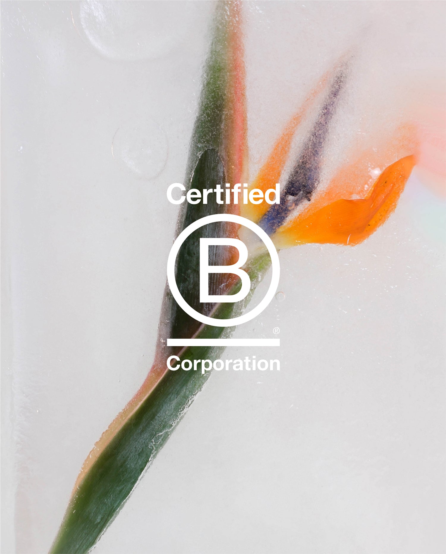 VEE COLLECTIVE is B Corp certified